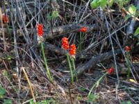 Arum maculatum Grusväg Krusegatan, Malmö, Skåne, Sweden 20190806_0040