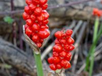 Arum maculatum Grusväg Krusegatan, Malmö, Skåne, Sweden 20190806_0042