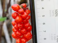 Arum maculatum Grusväg Krusegatan, Malmö, Skåne, Sweden 20190806_0044