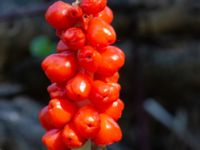 Arum maculatum Grusväg Krusegatan, Malmö, Skåne, Sweden 20190806_0048