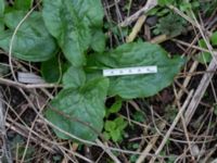 Arum maculatum Krusegatan, Malmö, Skåne, Sweden 20200315_0014