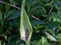 Arum maculatum Krusegatan, Malmö, Skåne, Sweden 20200514_0072