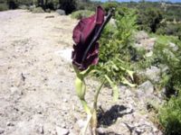 Arum rupicola Kalla Vigla, Lesvos, Greece 20050616 062