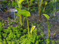 Calla palustris Holmeja, Svedala, Skåne, Sweden 20150502_0095