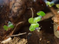 Lemna minor Alnarpsparken, Lomma, Skåne, Sweden 20150415_0021