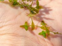 Lemna triscula 380 m ENE Kärragården, Ystad, Skåne, Sweden 20180715_0078