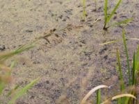 Lemna turionifera Skönadalsdammen, Svarte, Ystad, Skåne, Sweden 20160727_0018