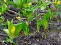 Lysichiton americanus Ängagårdsbergens naturreservat, Göteborg, Västergätland, Sweden 20240427_0036