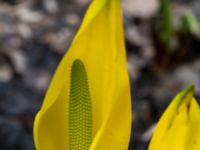 Lysichiton americanus Bälganet, Ronneby, Blekinge, Sweden 20160410_0208