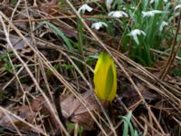 Lysichiton americanus Långstorp, Höör, Skåne, Sweden 20170401_0010