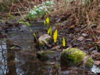 Lysichiton americanus Långstorp, Höör, Skåne, Sweden 20170401_0014