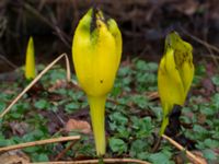 Lysichiton americanus Långstorp, Höör, Skåne, Sweden 20170401_0015