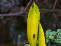 Lysichiton americanus Långstorp, Höör, Skåne, Sweden 20170401_0017