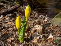 Lysichiton americanus Långstorp, Höör, Skåne, Sweden 20170405_0207