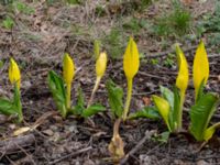 Lysichiton americanus Simlångsdalen, Halmstad, Halland, Sweden 20190514_0264