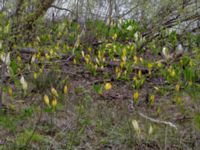 Lysichton americanus et Lysichiton kamtschatcensis et Lysichiton americanus x camtschatcensis Simlångsdalen, Halmstad, Halland, Sweden 20190514_0255