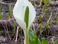 Lysichiton camtschatcensis Simlångsdalen, Halmstad, Halland, Sweden 20190514_0261