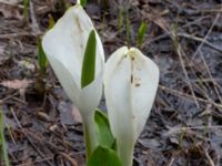 Lysichiton camtschatcensis Simlångsdalen, Halmstad, Halland, Sweden 20190514_0263