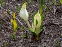 Lysichiton americanus x camtschatcensis Simlångsdalen, Halmstad, Halland, Sweden 20190514_0260