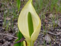 Lysichiton americanus x camtschatcensis Simlångsdalen, Halmstad, Halland, Sweden 20190514_0268