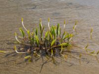 Orontium aquaticum Skärsjön, Tvååker, Varberg, Halland, Sweden 20160604_0015