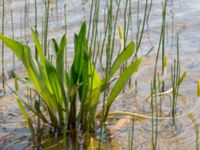 Orontium aquaticum Skärsjön, Tvååker, Varberg, Halland, Sweden 20160604_0018