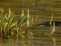 Orontium aquaticum Skärsjön, Tvååker, Varberg, Halland, Sweden 20160604_0173