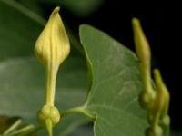 Aristolochia clematitis V Vrams kyrka, Kristianstad, Skåne, Sweden 20160628_0005