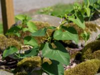 Aristolochia clematitis V Vrams kyrka, Kristianstad, Skåne, Sweden 20160628_0008