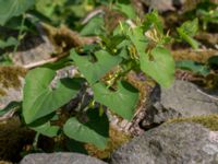 Aristolochia clematitis V Vrams kyrka, Kristianstad, Skåne, Sweden 20160628_0009