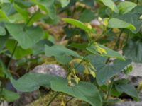 Aristolochia clematitis Västra Vrams kyrka, Tollarp, Kristianstad, Skåne, Sweden 20170719_0092