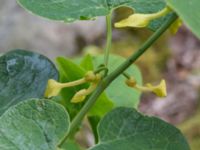 Aristolochia clematitis Västra Vrams kyrka, Tollarp, Kristianstad, Skåne, Sweden 20170719_0094