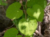 Aristolochia macrophylla Järnvägsstationen, Karlshamn, Blekinge, Sweden 20180808_0058