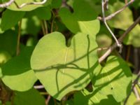 Aristolochia macrophylla Järnvägsstationen, Karlshamn, Blekinge, Sweden 20180808_0059