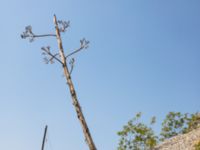 Agave americana Botanical Garden Biokovo, Kotinica, Tucepi, Croatia 20170804_1780