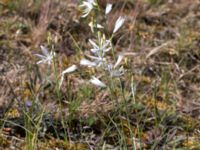 Anthericum liliago Kiviks marknadsplats, Simrishamn, Skåne, Sweden 20160606_0128