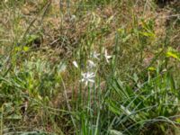 Anthericum liliago Vik, Simrishamn, Skåne, Sweden 20160606_0100