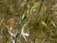 Anthericum liliago Vik, Simrishamn, Skåne, Sweden 20160606_0104