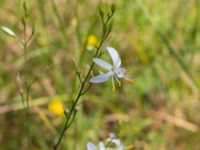 Anthericum ramosum Everöds gamla banvall, Kristianstad, Skåne, Sweden 20130713-297