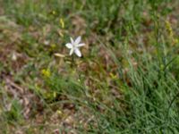 Anthericum ramosum Everöds järnvägsbank, Kristianstad, Skåne, Sweden 20190623_0166