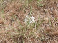 Anthericum ramosum Haclar, Turkey 20120625 020