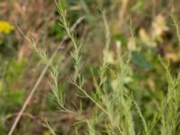 Asparagus officinalis Borrebacke, Malmö, Skåne, Sweden 20150808_0059 20150808_0058