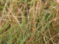 Asparagus officinalis Borrebacke, Malmö, Skåne, Sweden 20150808_0059