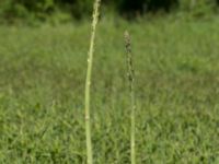 Asparagus officinalis Fuktängen, Klagshamns udde, Malmö, Skåne, Sweden 20170521_0046