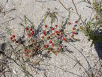 Asparagus officinalis Olenovka, Crimea, Russia 20150911_0124