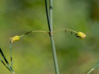 Asparagus officinalis Ulricedal, Malmö, Skåne, Sweden 20190705_0037