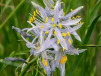 Camassia quamash Bastion Uppsala, Malmö, Skåne, Sweden 20190526_0003