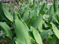 Convallaria majalis Flisberget, Ronneby, Blekinge, Sweden 20140608_0101