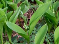 Convallaria majalis Slättåkra, Söderåsen, Klippan, Skåne, Sweden 20150514_0002