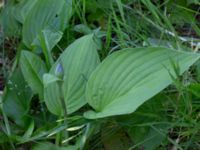 Hosta fortunei Djungelparken, Bunkeflostrand, Malmö, Skåne, Sweden 20220624_0024